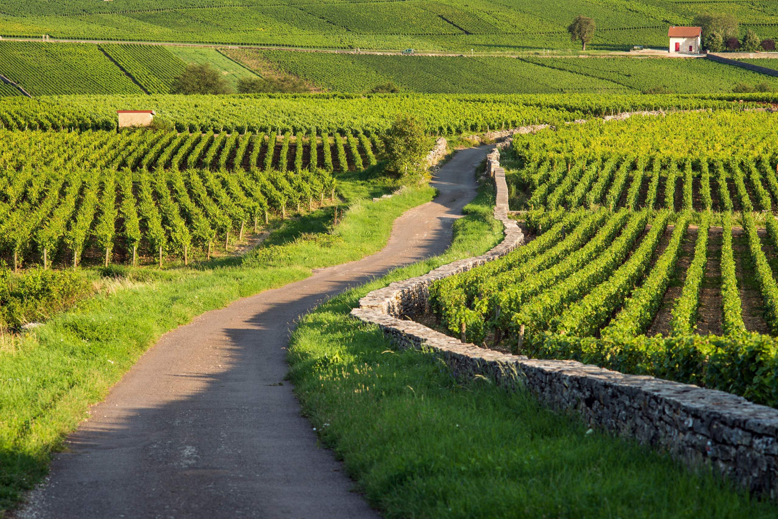 Weinberg Jura